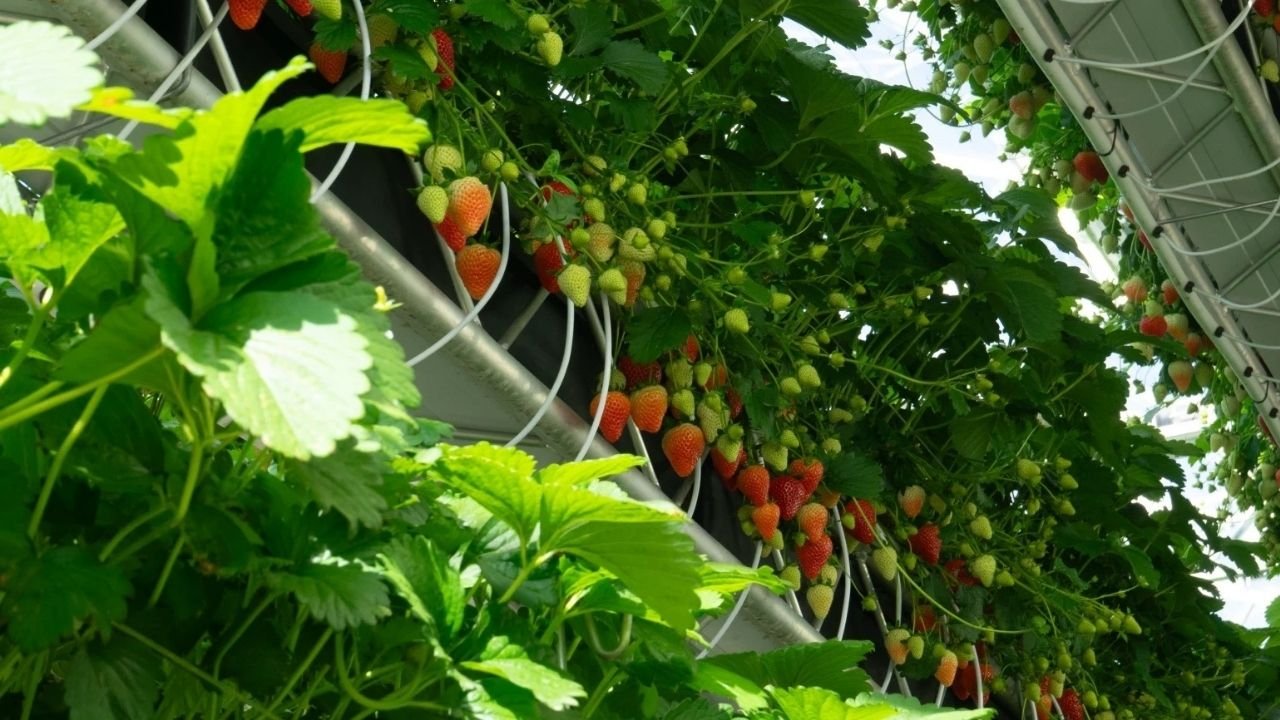 Tarıma Teknoloji Getiren Dyson: Akıllı Otomasyonla Tarımın Doğasını Değiştiren Yeni Dönem 2 Tarıma Teknoloji Getiren Dyson