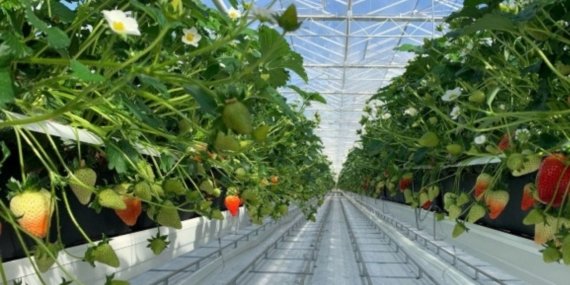 Tarıma Teknoloji Getiren Dyson: Akıllı Otomasyonla Tarımın Doğasını Değiştiren Yeni Dönem