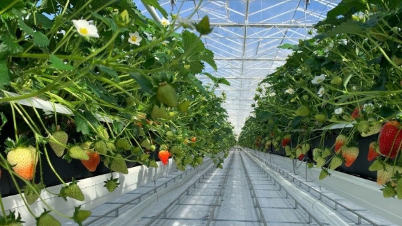 Tarıma Teknoloji Getiren Dyson